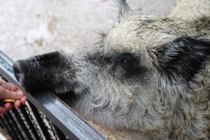 АЧС и прошедший ледяной дождь угрожают популяции диких животных в Приморье
