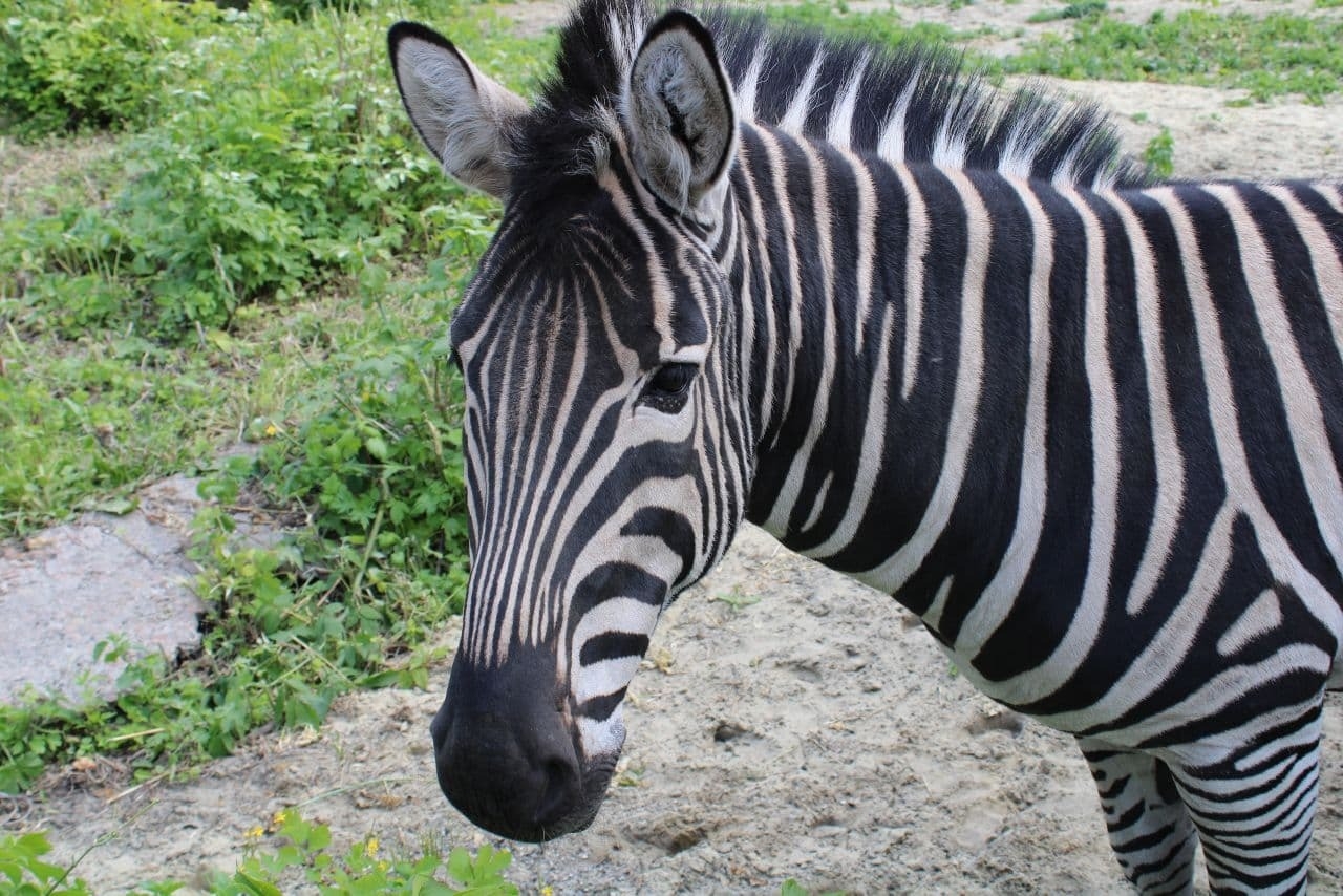 Пензенский зоопарк собирает деньги на покупку подруги для зебры Мартина
