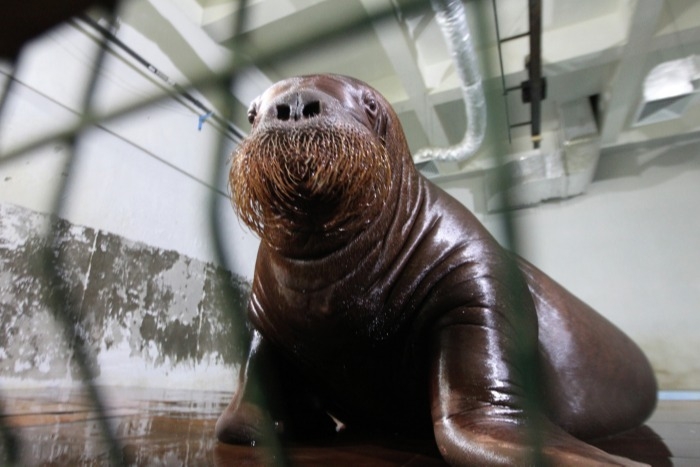 Суд передал в собственность РФ моржей из "китовой тюрьмы"
