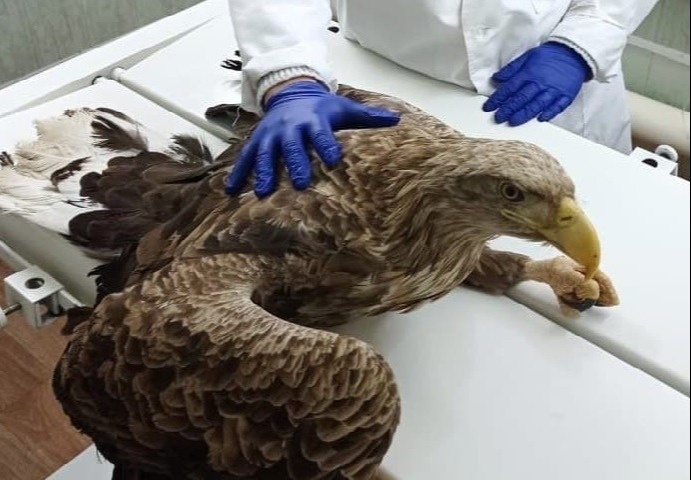 Краснокнижный орлан-белохвост, травмированный под Саратовом, после выздоровления выпущен на волю