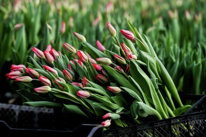 Калининградский цветочный питомник к праздникам направит в регионы 10 млн тюльпанов