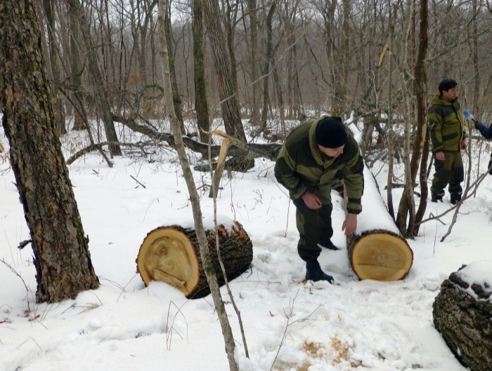 Лесоматериалы на 1 млрд рублей незаконно вывезли из Иркутской области в 2020 году
