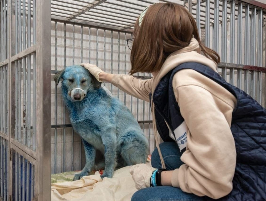 Синим собакам, найденным в нижегородском Дзержинске, найдут хозяев