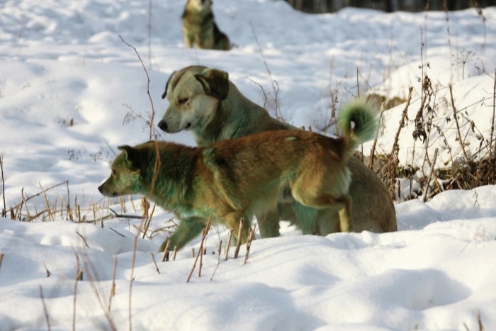 Иркутский губернатор потребовал усилить работу по отлову бродячих собак