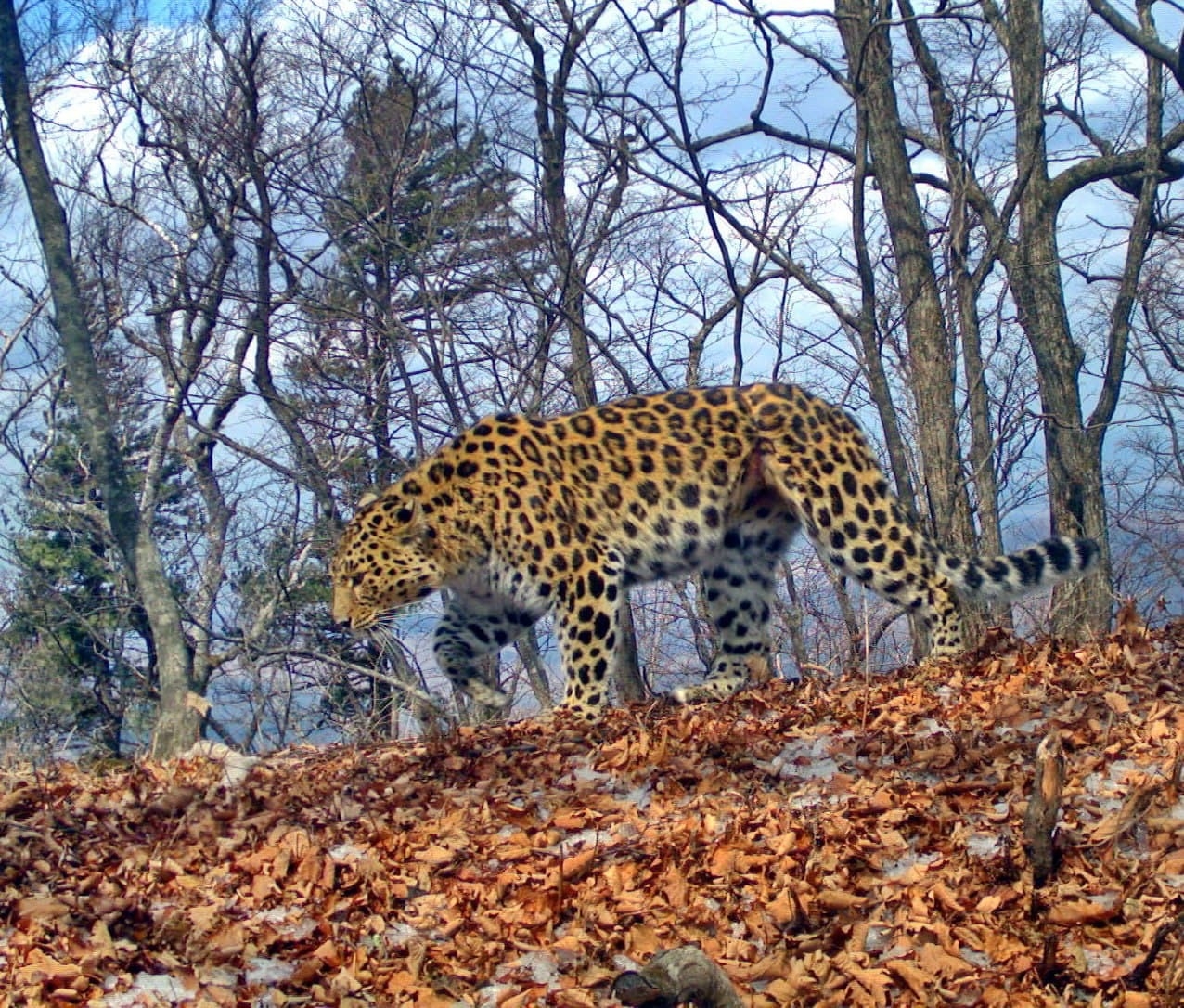 Леопард-"крестница" Стивена Сигала пострадала от браконьерской ловушки в КНР