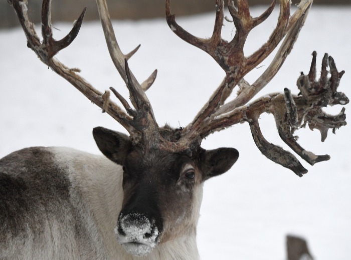 Более полумиллиона северных оленей привьют на Ямале от сибирской язвы