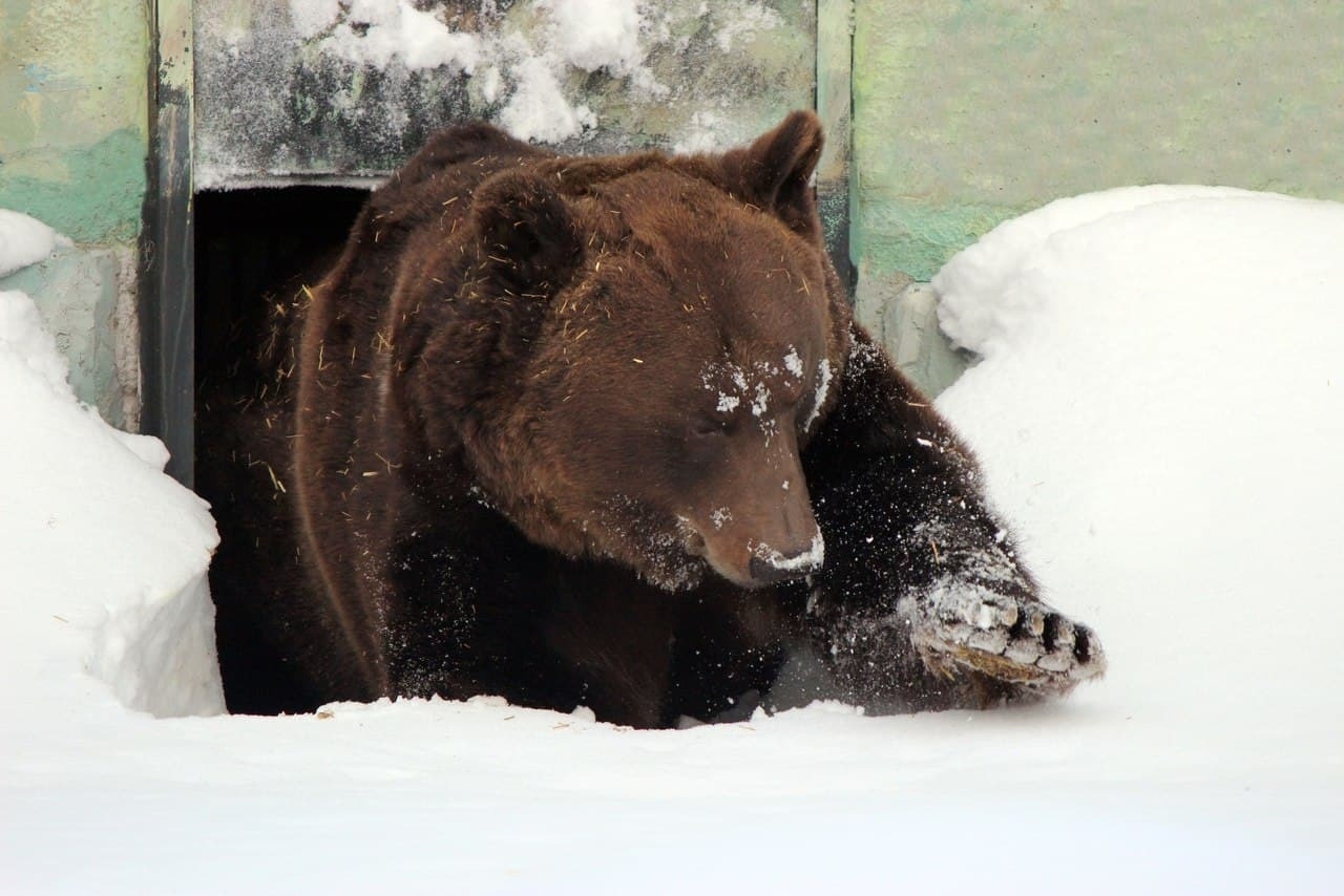 Первый медведь проснулся после зимней спячки в нижегородском зоопарке