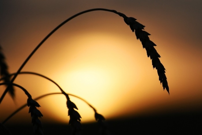 РФ в 2021 г. снизит производство пшеницы на 7 млн тонн