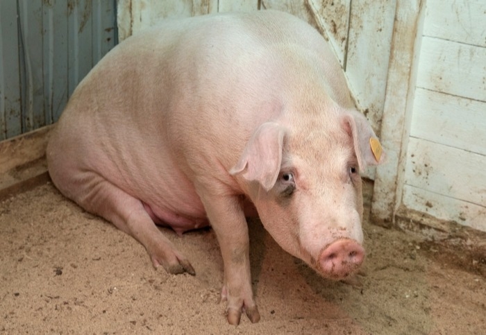 Вспышка африканской чумы свиней произошла в Чите