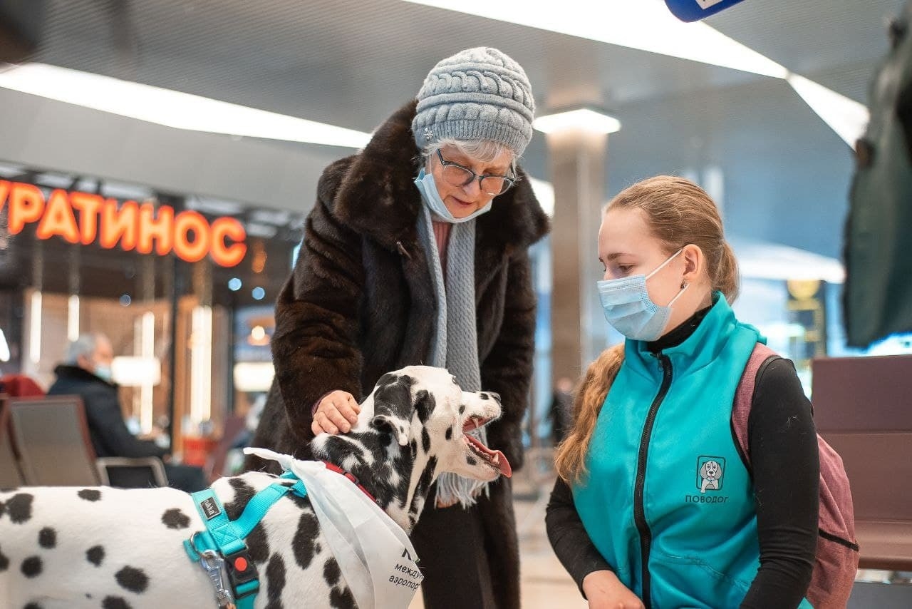 Собаки-психологи окажут помощь боящимся перелета пассажирам в аэропорту "Красноярск"