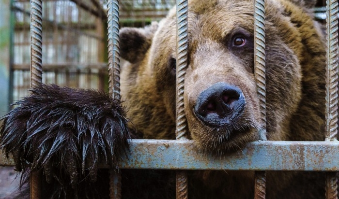 Напугавшего жителей Нижневартовска медведя усыпили и вернули в его вольер