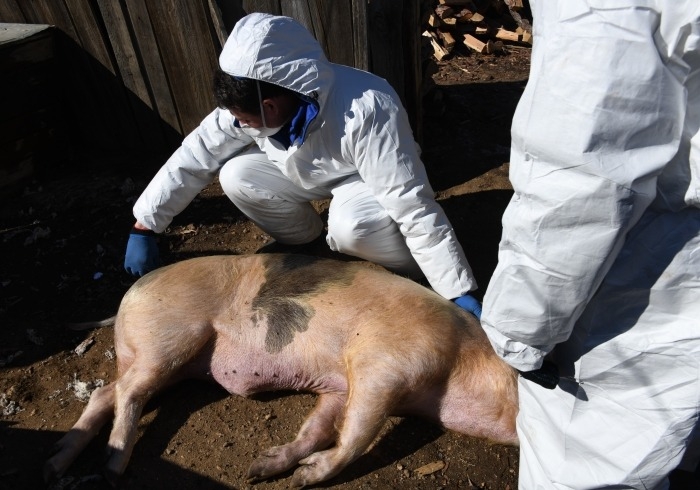 Режим ЧС введен в Надеждинском районе Приморья из-за вспышки африканской чумы свиней