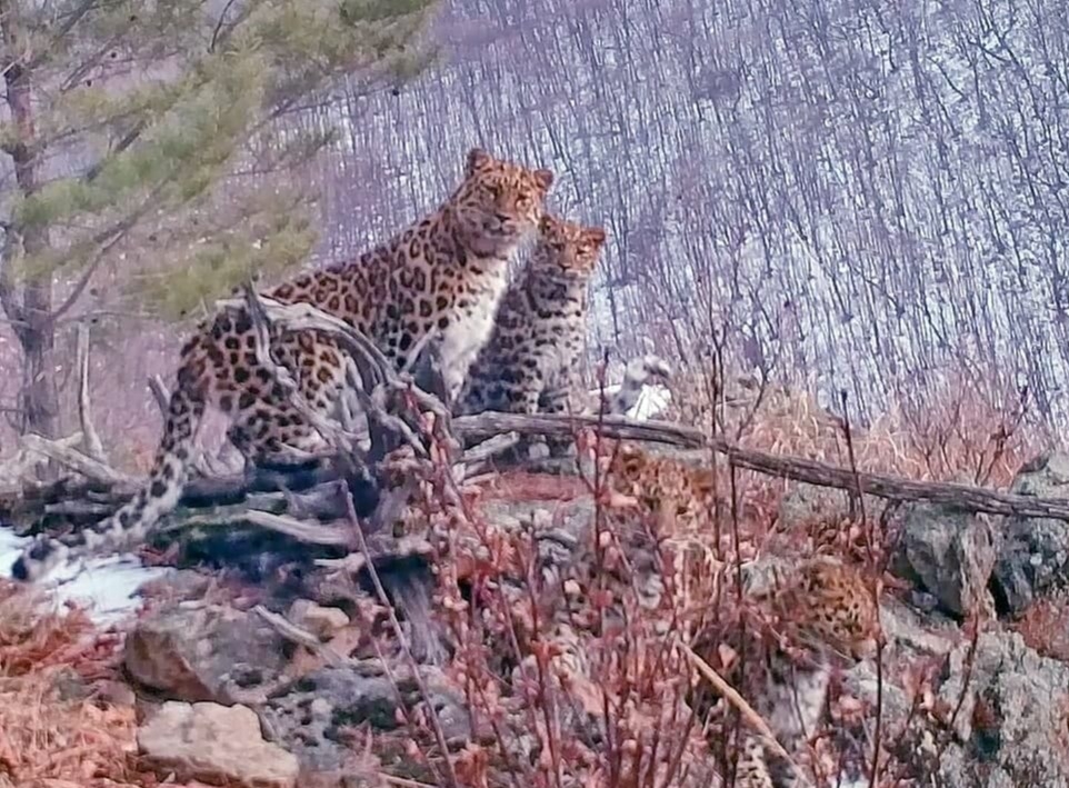 Специалисты нацпарка в Приморье получили уникальное видео "многодетной" семьи леопардов