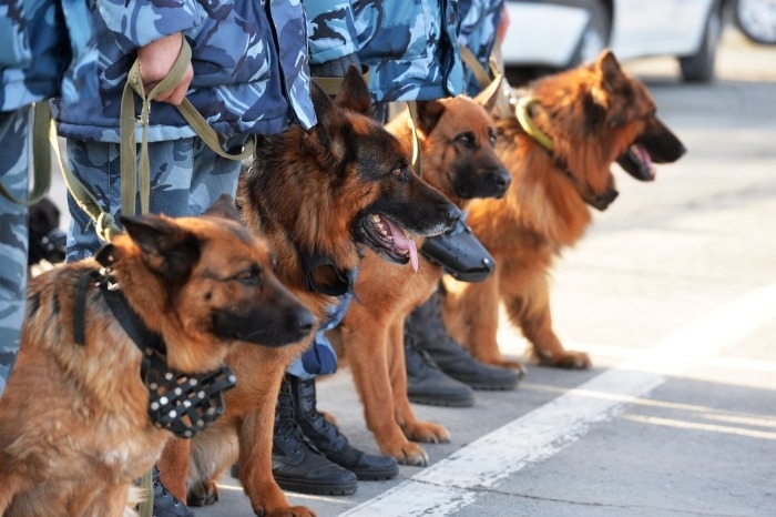 Собак, которые обеспечат безопасность на параде в Петербурге, привьют от коронавируса