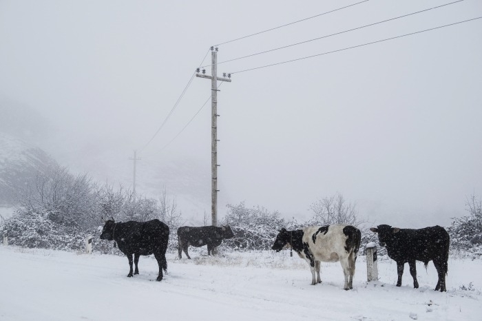 Ученые нашли гены, позволяющие якутским коровам выживать на холоде, а африканским - на жаре