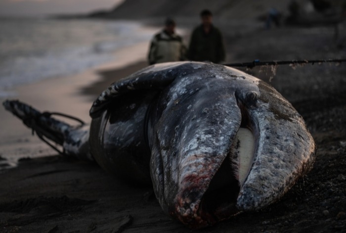Краснокнижный китенок найден погибшим на побережье в Приморье