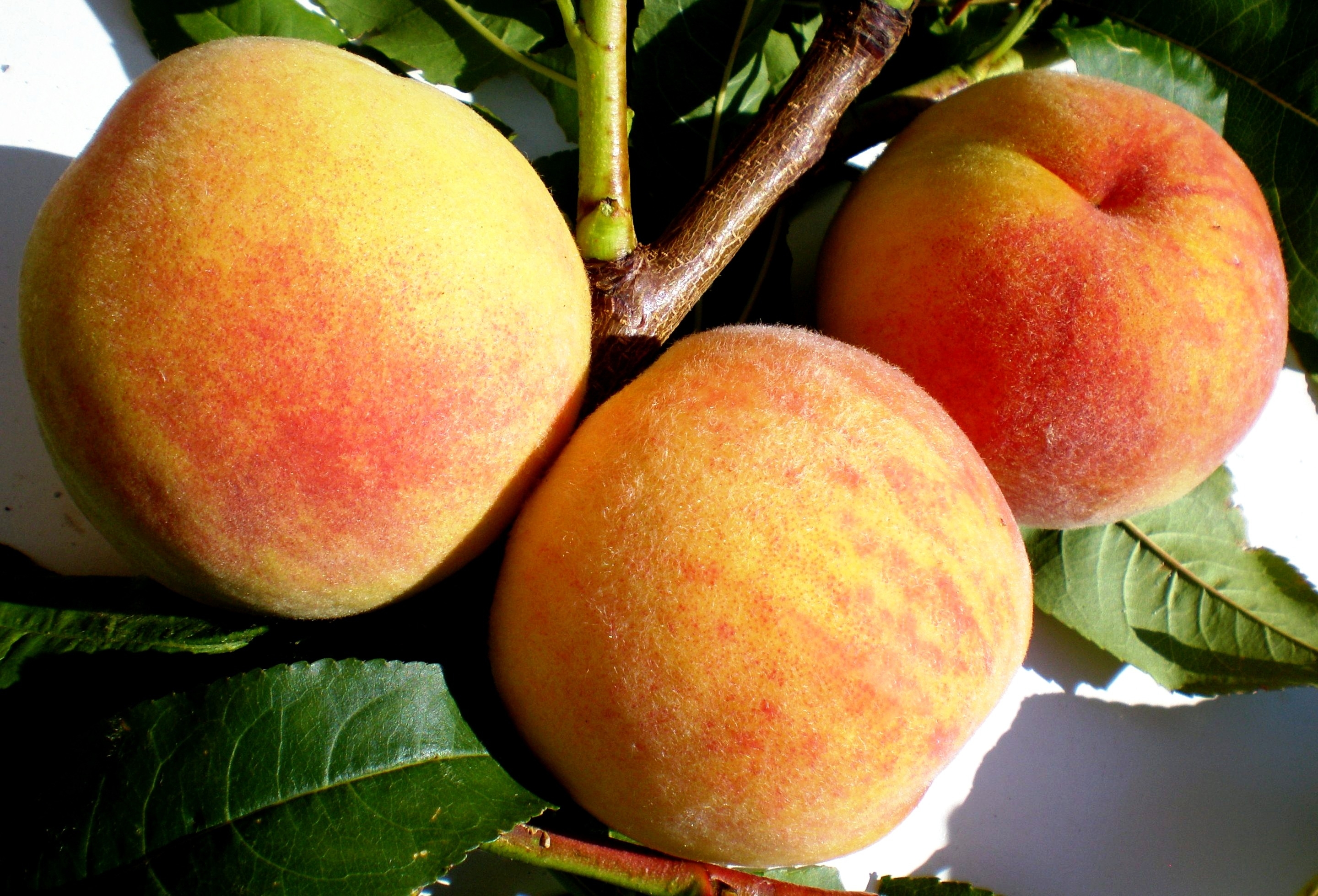 Селекционеры в Крыму вывели морозоустойчивые сорта абрикоса и персика