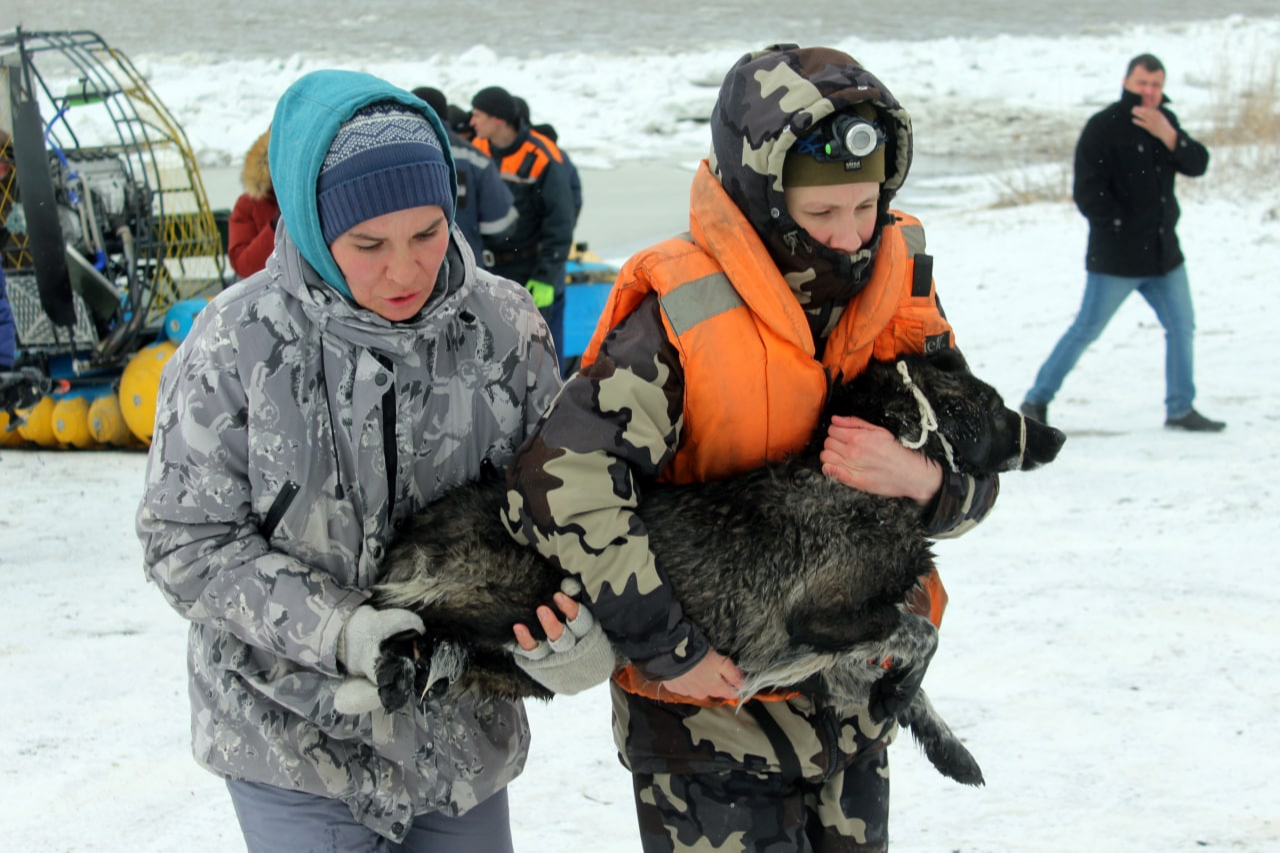 Собак спасают в Томске с острова на вскрывшейся ото льда реке