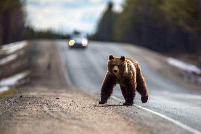 Голодные медведи вышли из лесов в Кузбассе