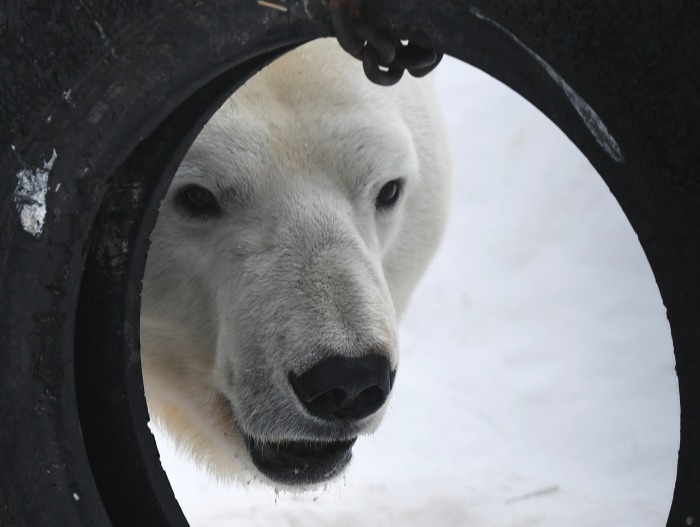 Пойманного в Якутии белого медведя отвезут в Москву для лечения