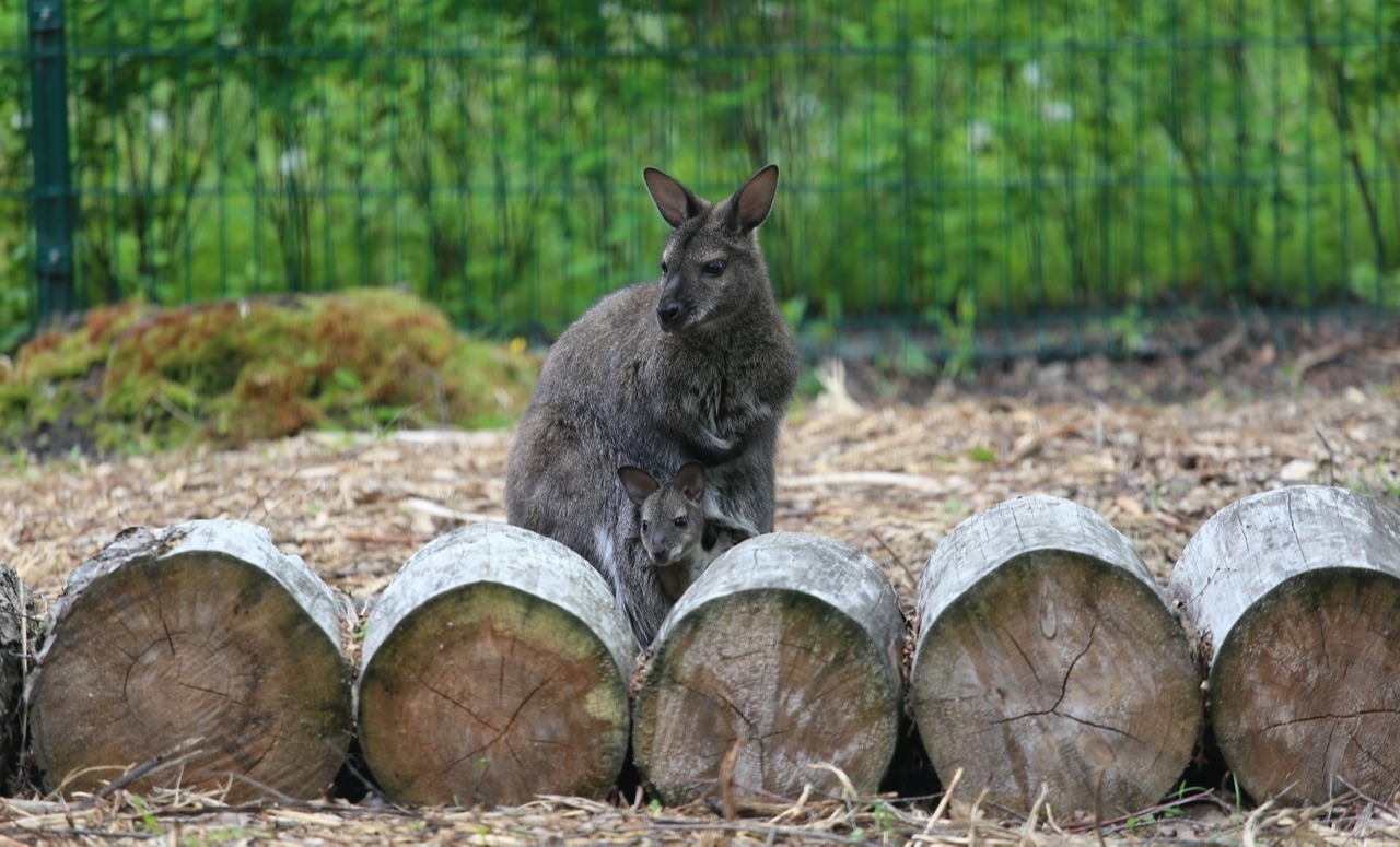 Бэби-бум в семействе кенгуру произошел в Белгородском зоопарке