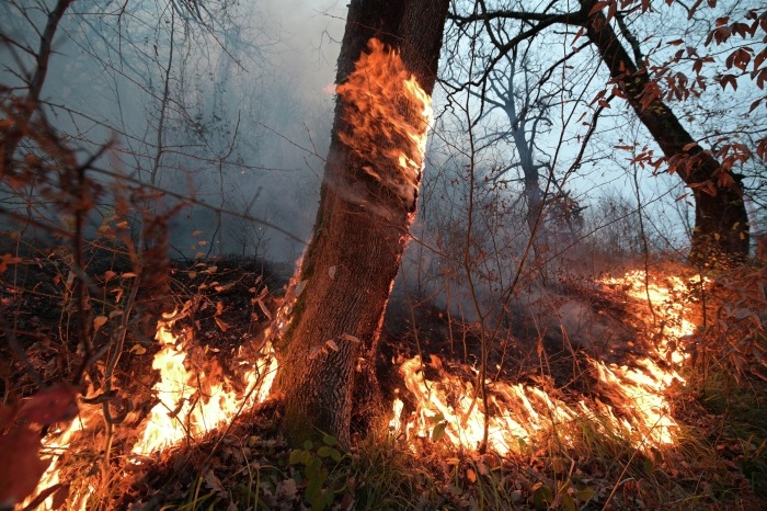 Площадь природных пожаров в Тюменской области за сутки сократилась более чем вдвое