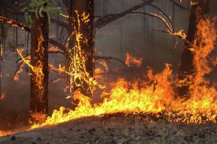 Лесные пожары на площади свыше 36 тыс. га тушат в Иркутской области