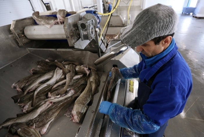 Более 15 млрд рублей вложат в строительство рыбоводных заводов и заводов по переработке рыбы в Сахалинской области