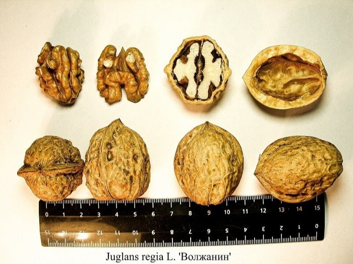 Самарские ученые вывели два новых сорта грецкого ореха "Самарец" и "Волжанин"