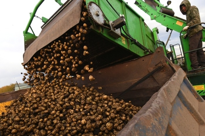 Аграрии Ростовской области приступили к уборке овощей и картофеля