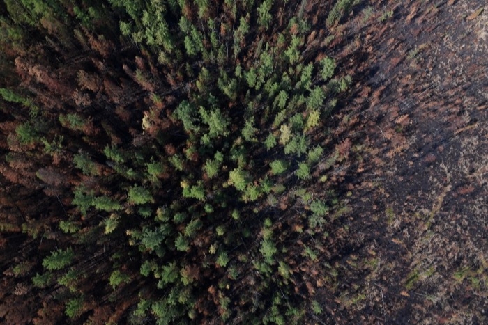 Глава Якутии предлагает увеличить финансирование на защиту лесов в РФ