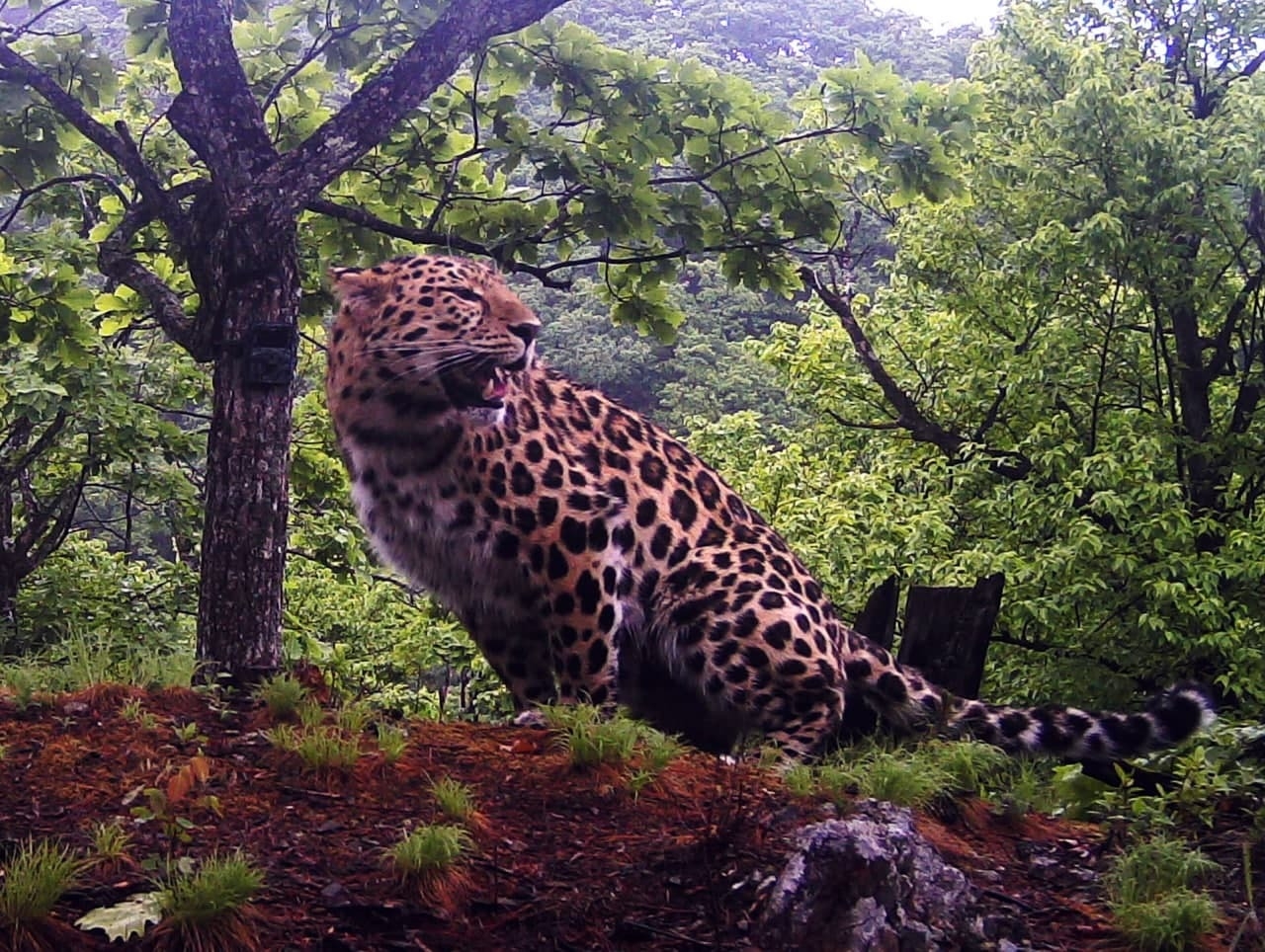 Получены новые данные о численности краснокнижного дальневосточного леопарда в Приморье