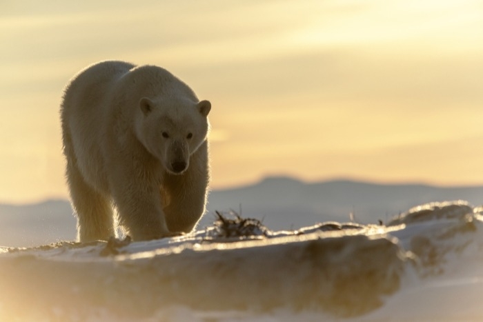 Ученые РФ и США планируют в 2022-2023 гг. провести учет белых медведей