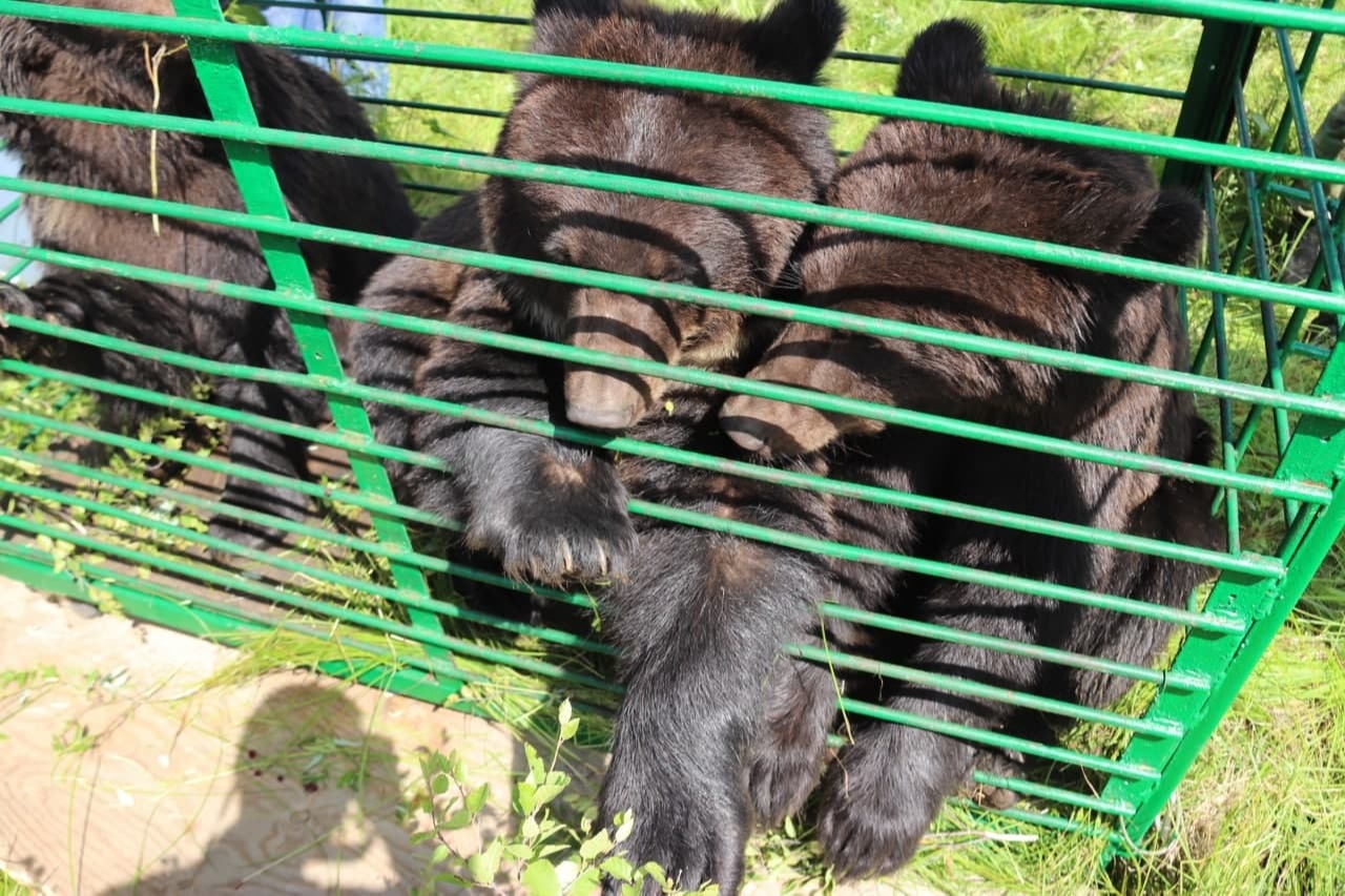 Пятерых медведей, живших в иркутском питомнике, выпустили в тайгу