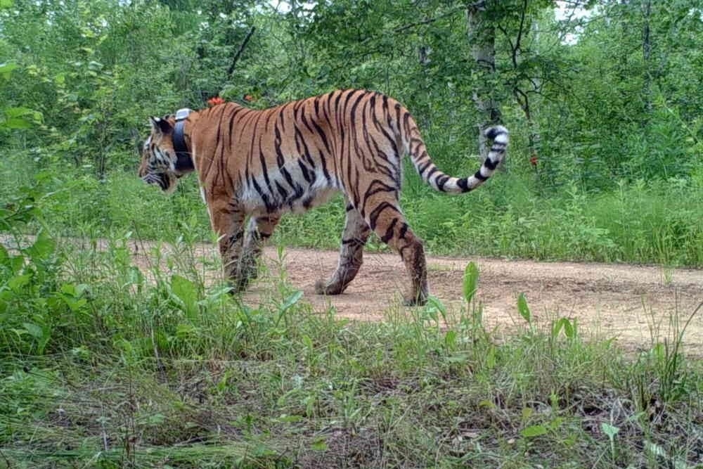 Отправившаяся в КНР весной тигрица Лазовка вернулась в РФ