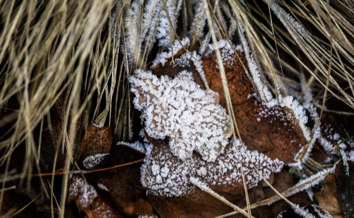 Заморозки обещают синоптики в пяти районах Камчатки в ночь на четверг