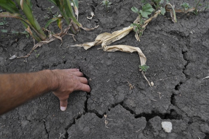 Засуха стала причиной гибели 13% посевов в Оренбуржье