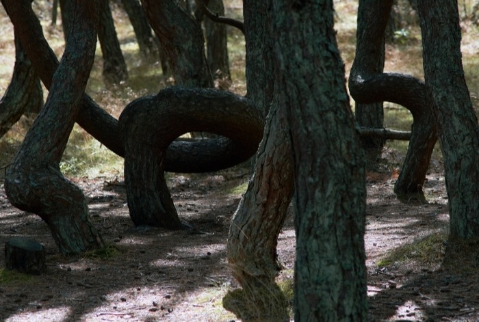 Нацпарк "Куршская коса" обезопасит экомаршрут "Танцующий лес" от нерадивых посетителей