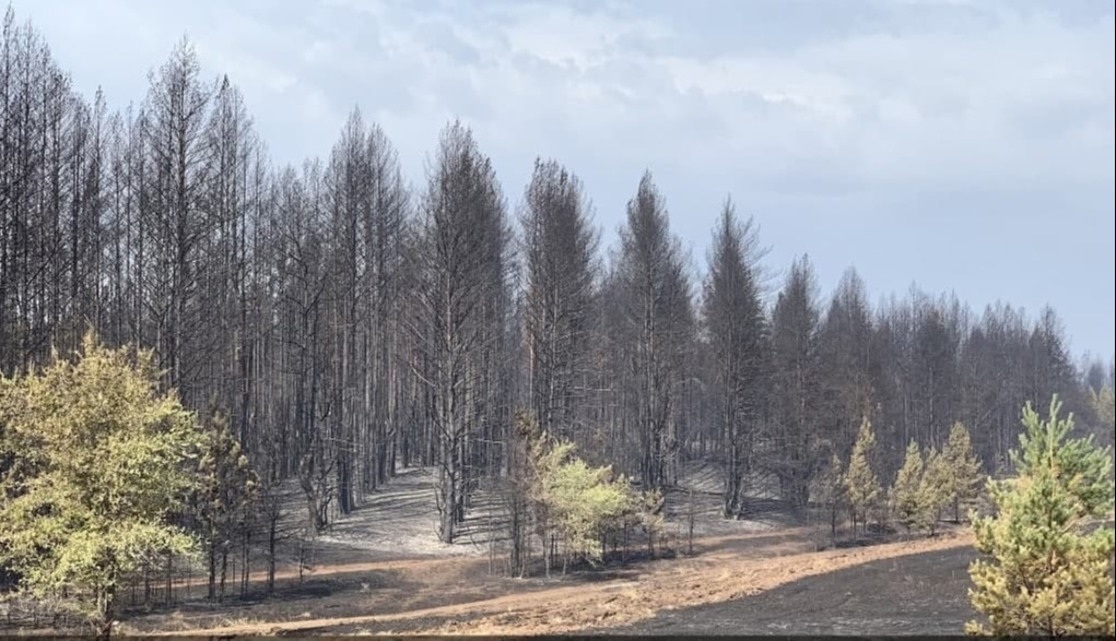 Огонь уничтожил около 850 га леса в национальном парке "Бузулукский бор" в Самарской области