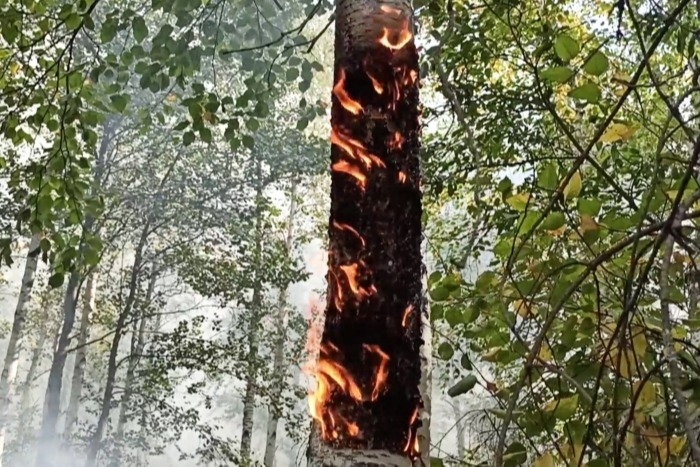 Главное управление лесами: пожароопасный сезон в Челябинской области до сих пор не окончен
