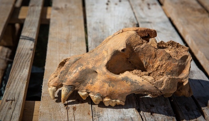 Череп гигантской древней гиены нашли в Крыму - палеонтологи