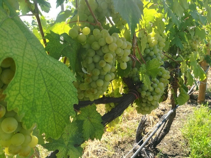 "Дербентский завод игристых вин" планирует заложить более 1 тыс. га виноградников, увеличив площадь в 1,5 раза
