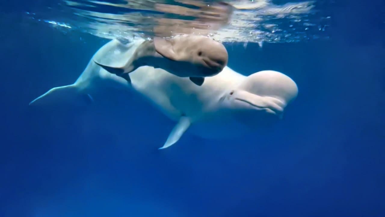 Детеныш белухи впервые родился в России в условиях дельфинария