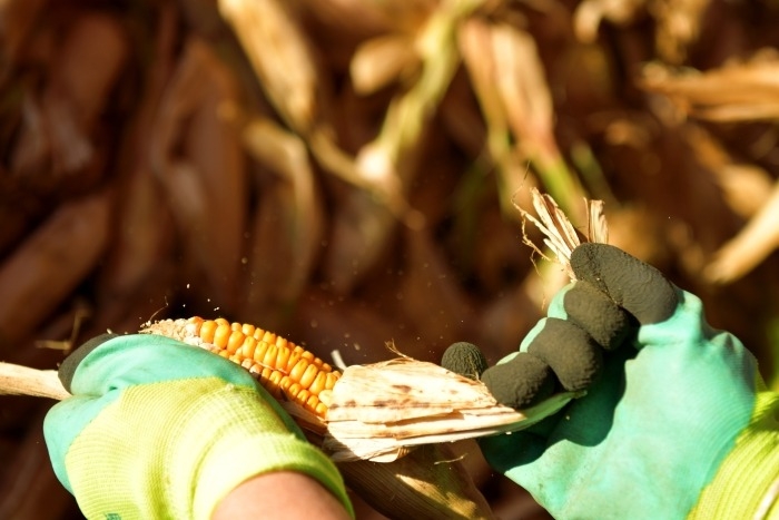 Кубань введет новые меры поддержки на покупку отечественных семян кукурузы и подсолнечника