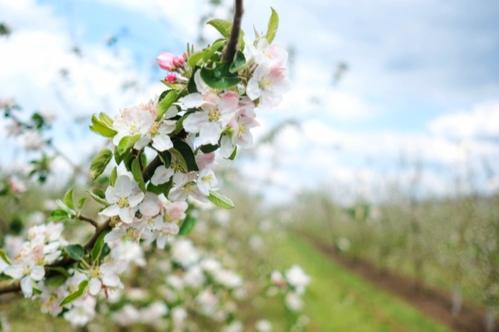 Яблоневый сад восстанавливают в музее "Ясная Поляна" под Тулой
