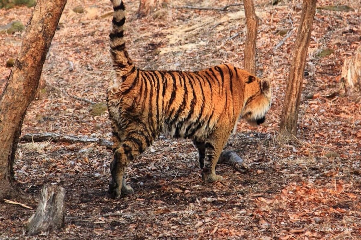 В Сихотэ-Алинском заповеднике в Приморье установят более 100 фотоловушек для учета амурского тигра