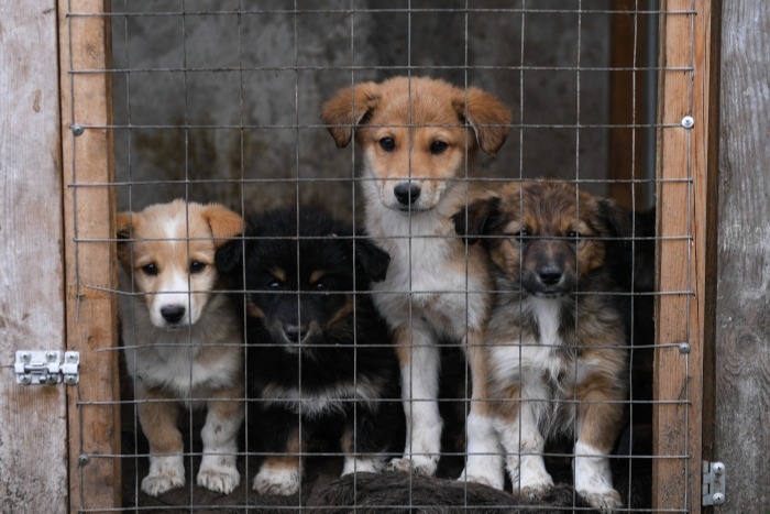 Реестр бездомных собак создан в Иркутской области