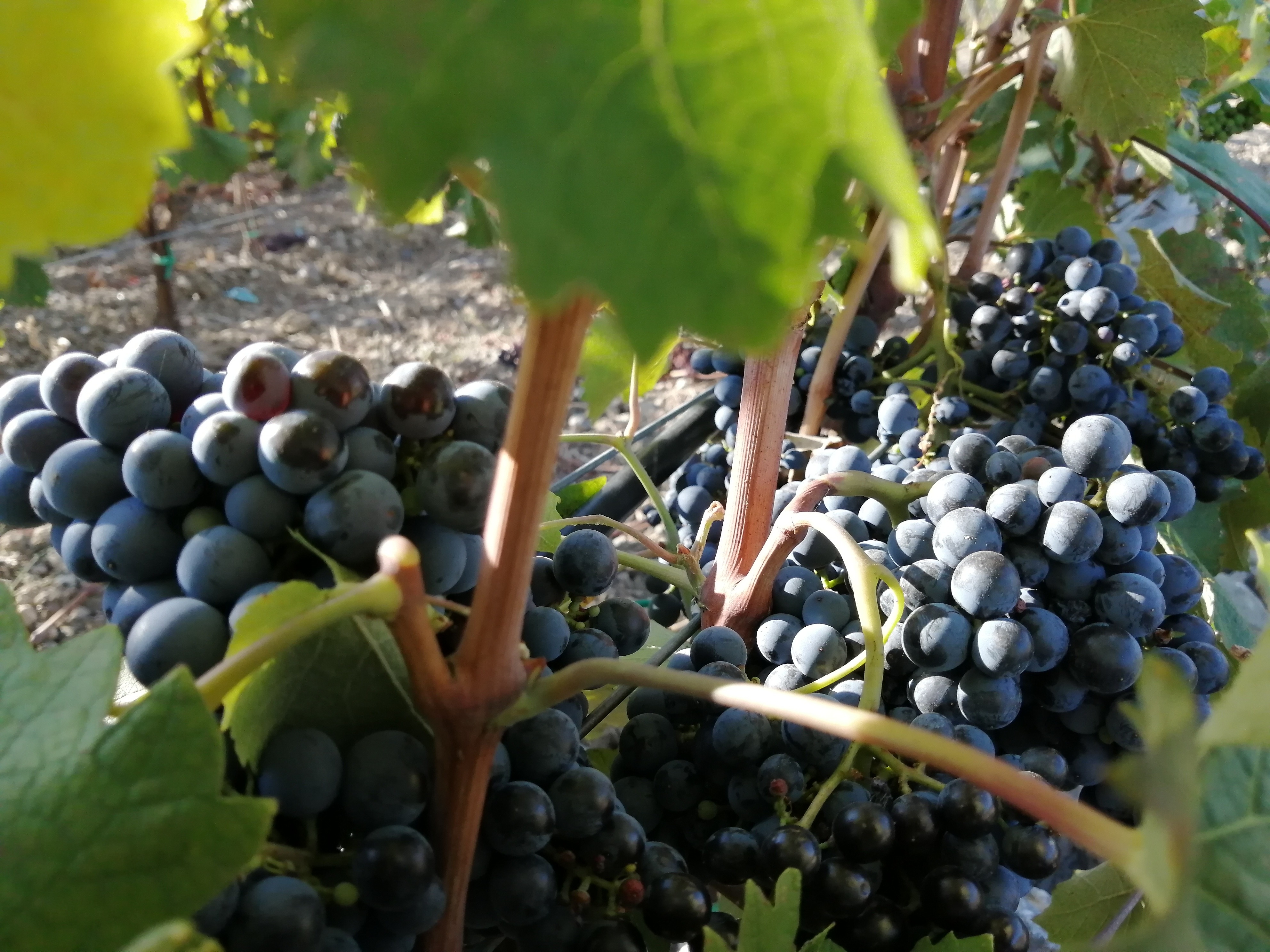 Союз виноделов РФ предлагает создать отдельную программу развития виноградарства для коньяка