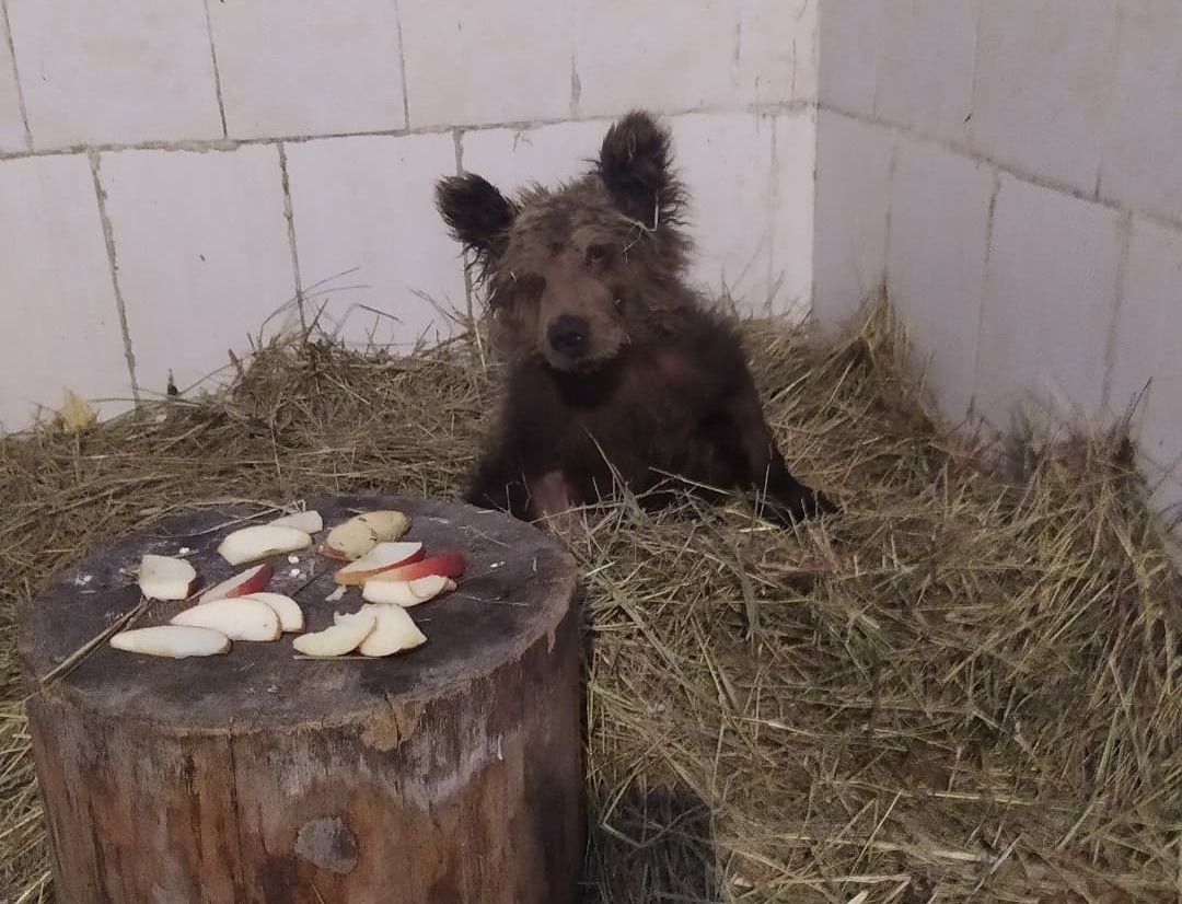 Найденного на трассе в Челябинской области медвежонка назвали и оставили зимовать в приюте