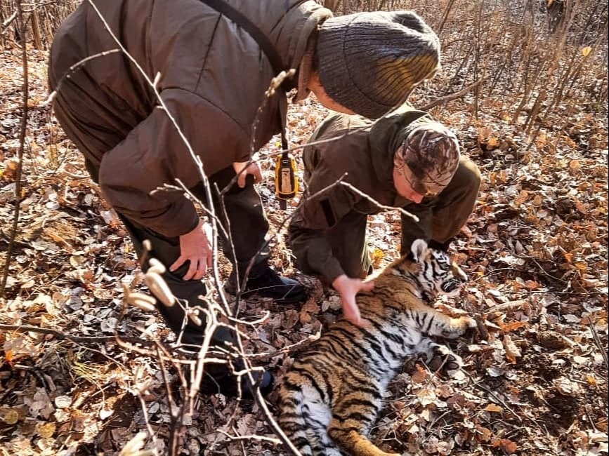 Краснокнижного тигренка спасли из капкана в Приморье